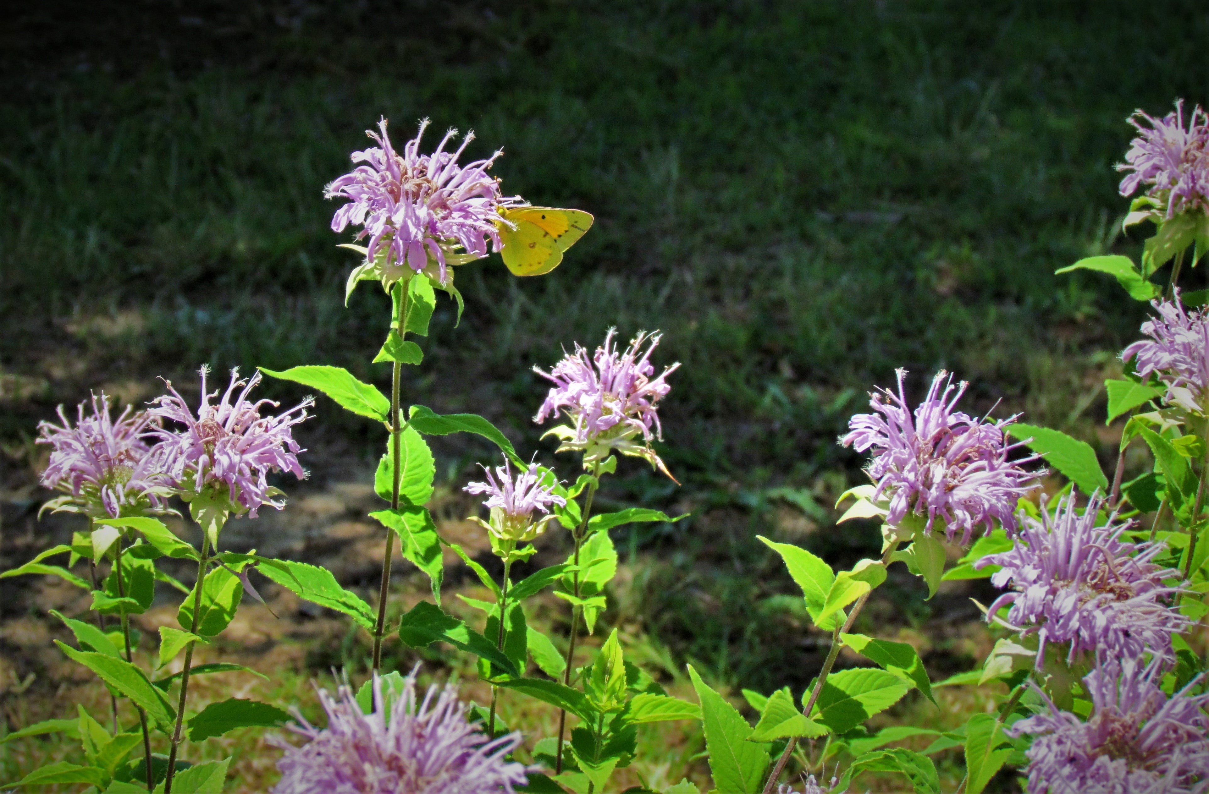 Yellow cloudless sulphur butterfly sits on pale purple bee balm flower sipping nectar